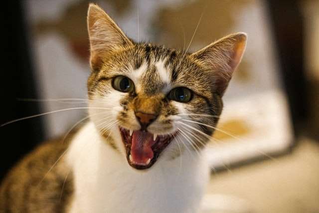 WHY DOES MY CAT HATE ME?