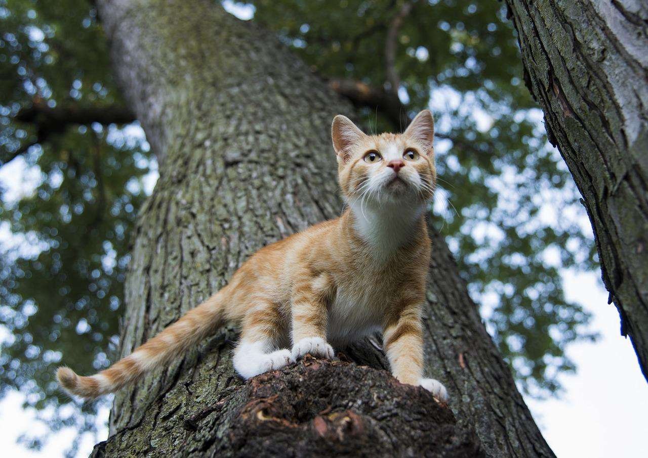 how do cats climb down tree