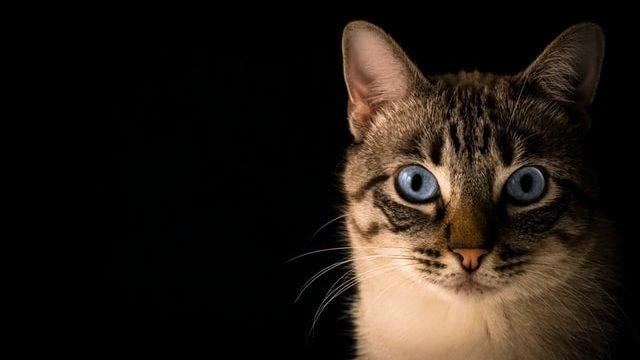 do cats feel guilty