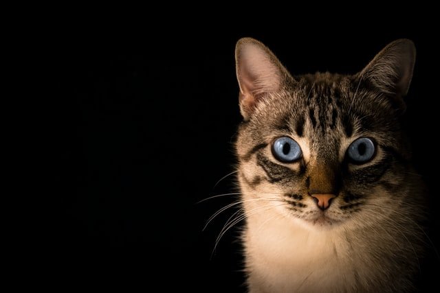 do cats feel guilty
