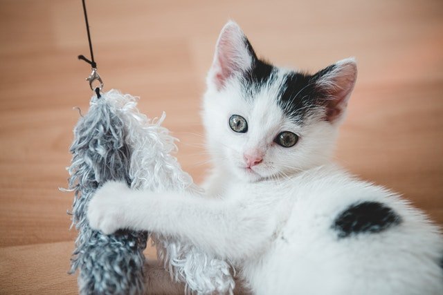 Why Do Cats Like To Throw Things On The Floor?