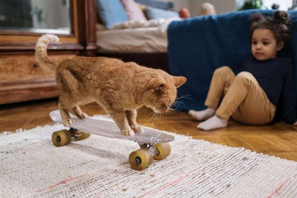 benifits of cat
