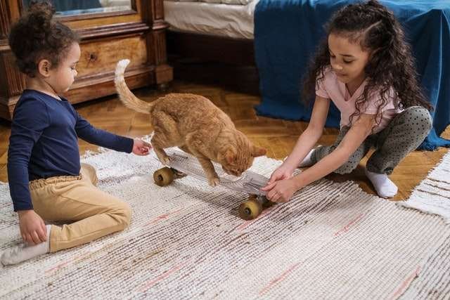 cat playing with kids