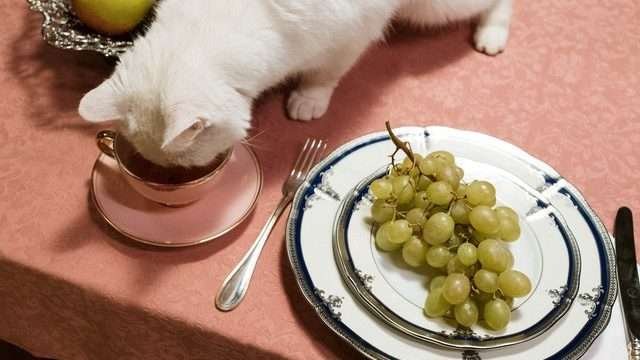 Are donuts bad for cats