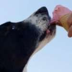 dog and ice cream