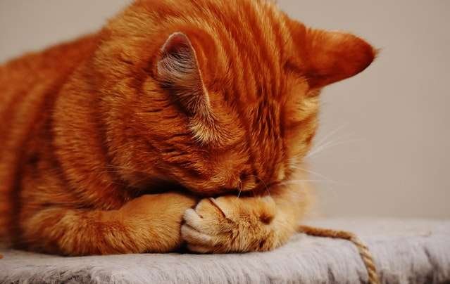 WHY DOES MY CAT HATE ME?