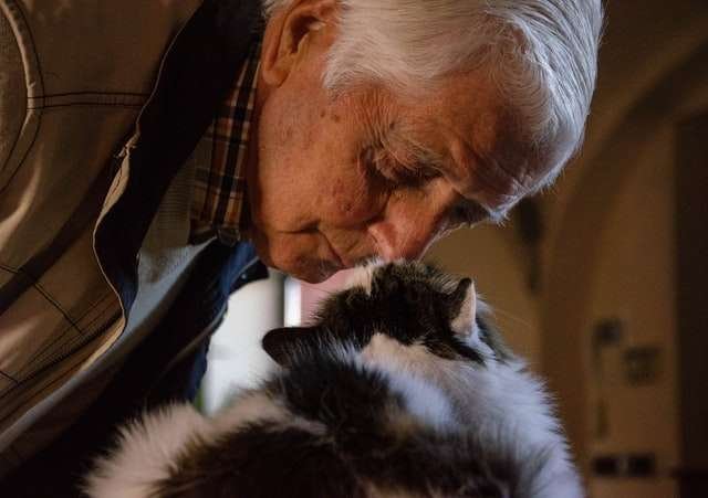 Does Cats Have Good Memory?