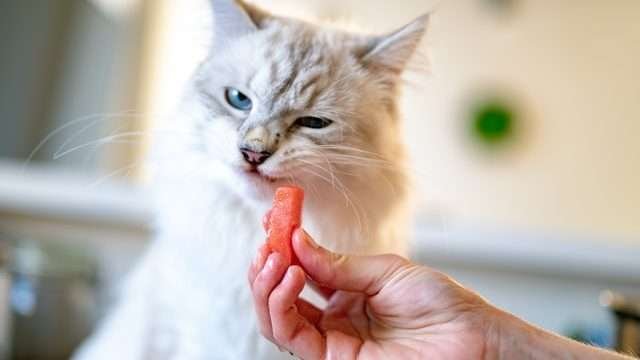 why do cats eat and chew plastic?