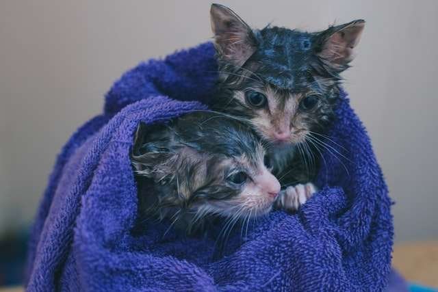 why do cats hate water