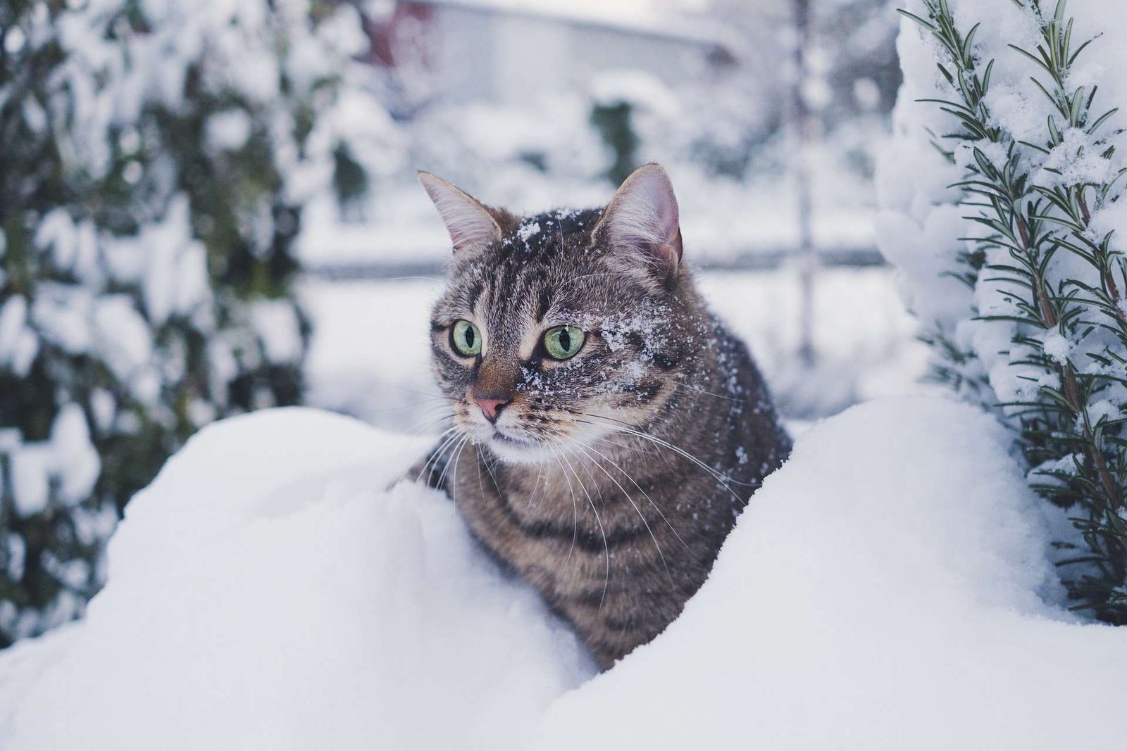 how do cats feel cold