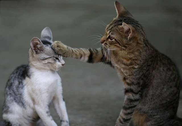 how do cats talk to eachother