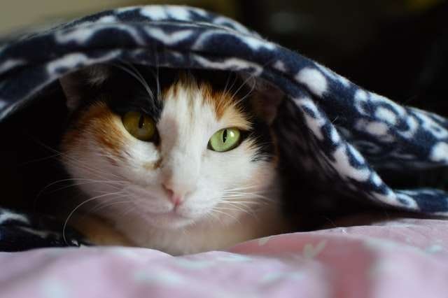 how do cats feel cold