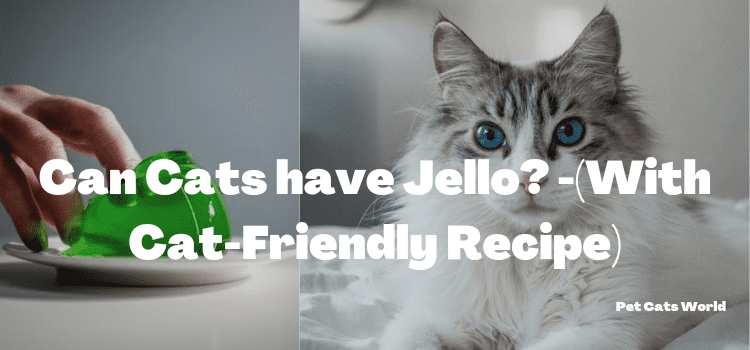 Can cats have jello?