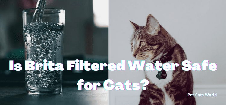 Is Brita Filtered Water Safe for Cats?