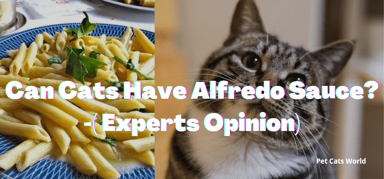 can cats have alfredo sauce?