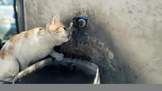 cat drinking tap water