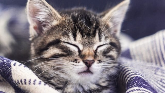 Do Cats Need A Blanket At Night?