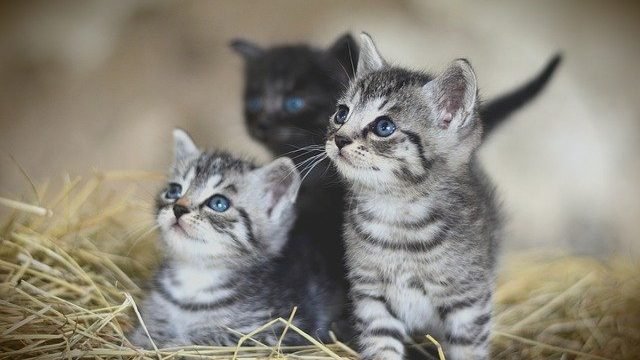 what is the combined weight of all the kittens?