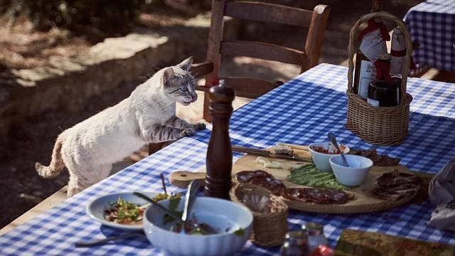 can cats eats teriyaki chicken