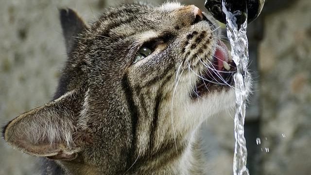 Is Brita Filtered Water Safe for Cats?