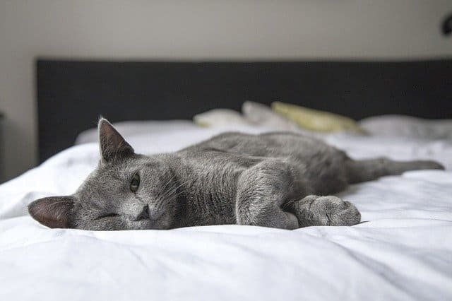 Do Indoor Cats Need A Lot Of Space?