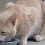Can cats eat frosting