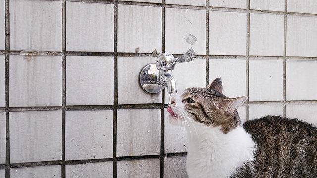 is tap water safe for cats