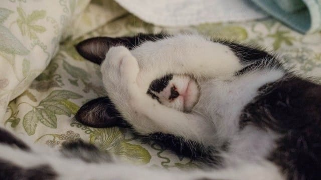 Do Indoor Cats Need A Lot Of Space?