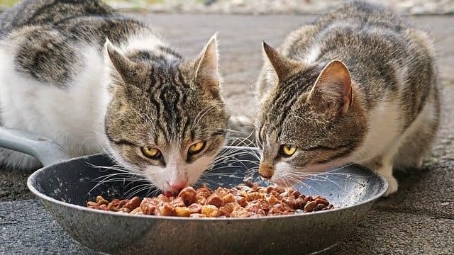 can cats eat skittles