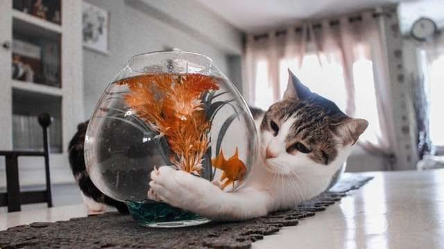 Why Do Cats Like To Throw Things On The Floor?
