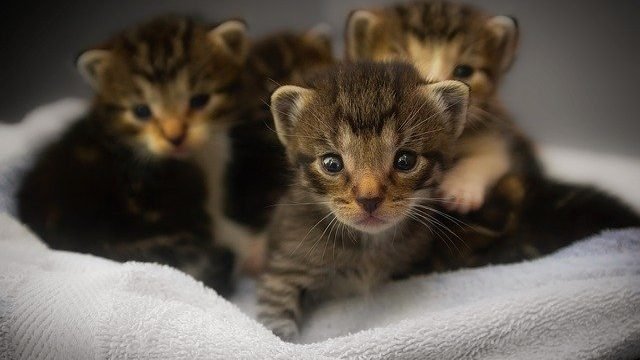 cute kittens