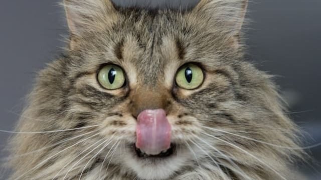 can cats have paprika