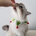 Why Do Cats Bite When Being Petted?