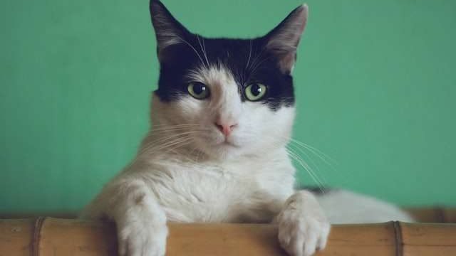 Why Do My Cat Keep Attacking me?