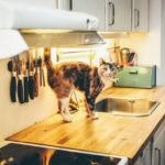 How To Keep Your Cat Off The Kitchen Counter?