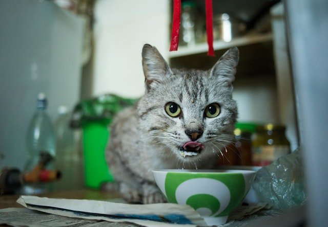 foods your cat should not eat