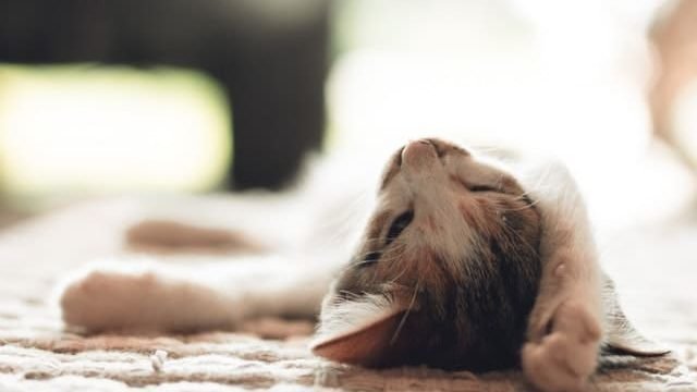 cat tired