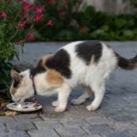 can cats eat leftovers