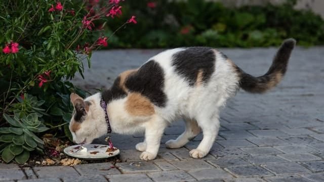 cat eating