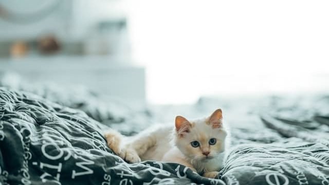 Can 6 Week Old Kittens Eat Tuna?