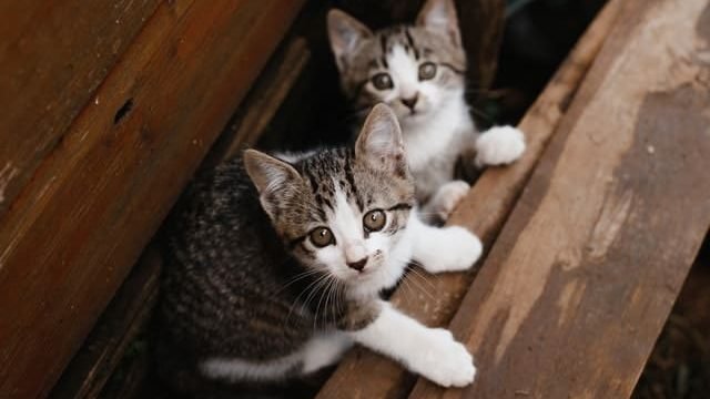 two cute kittens