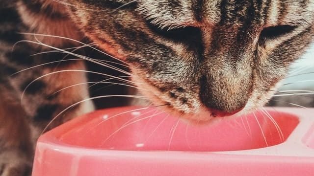 Can cats eat cornish hens