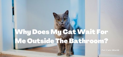 Why Does My Cat Wait For Me Outside The Bathroom?
