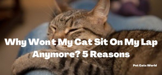 Why Won't My Cat Sit On My Lap Anymore?