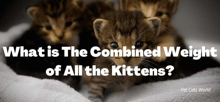 what is the combined weight of all the kittens?