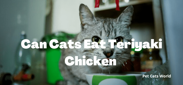 can cats eats teriyaki chicken