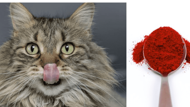 can cats have paprika?