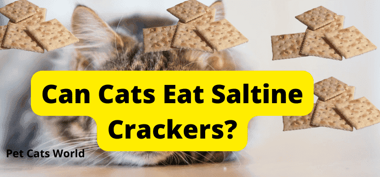 can cats eat saltine crackers