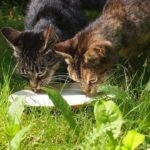 CAN CAT DRINK YAKULT?