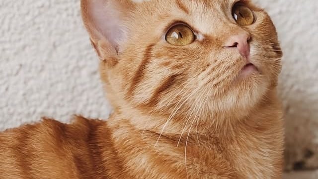 cat finding food